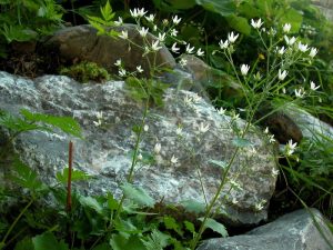 Sassifraga a foglie rotonde