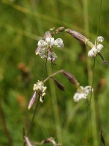 Silene pendente