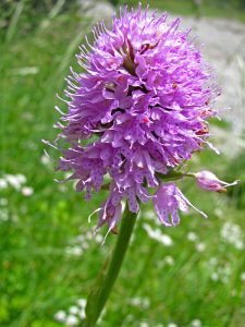 Traunsteinera, Orchide globosa