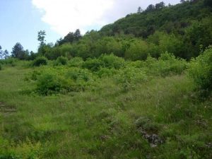 Tutelare i prati magri in Talpina
