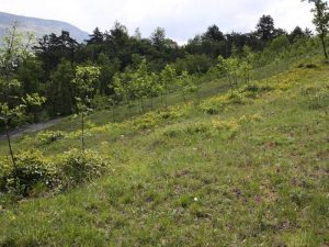 Tutelare i prati magri in Talpina