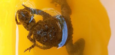 Ululone dal ventre giallo