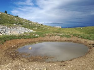 Ululone dal ventre giallo