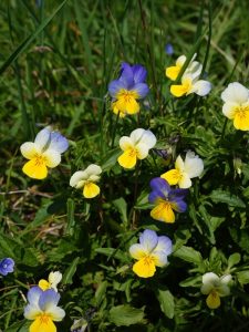 Viola del pensiero, Erba Trinità