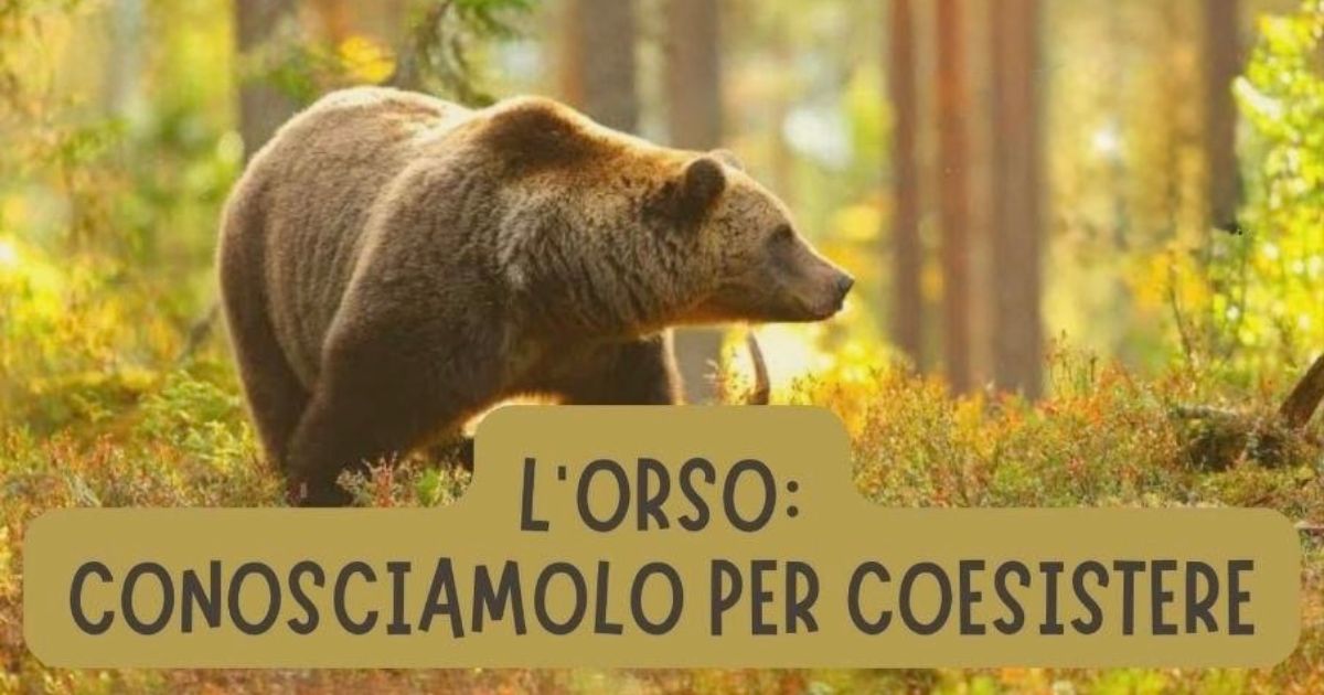 Incontro Orso